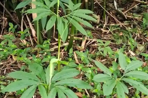 天南星病虫害如何防治，不同病虫害的防治方法不同