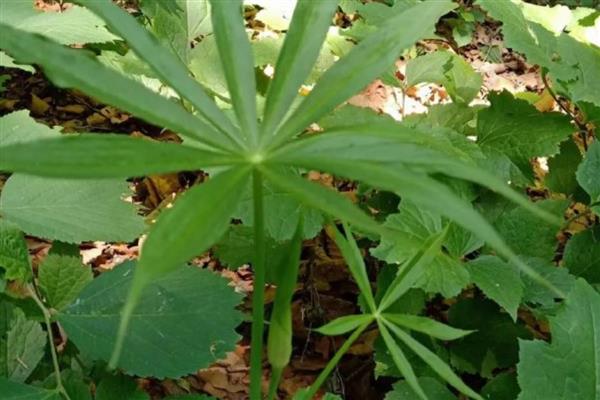 天南星病虫害如何防治，不同病虫害的防治方法不同
