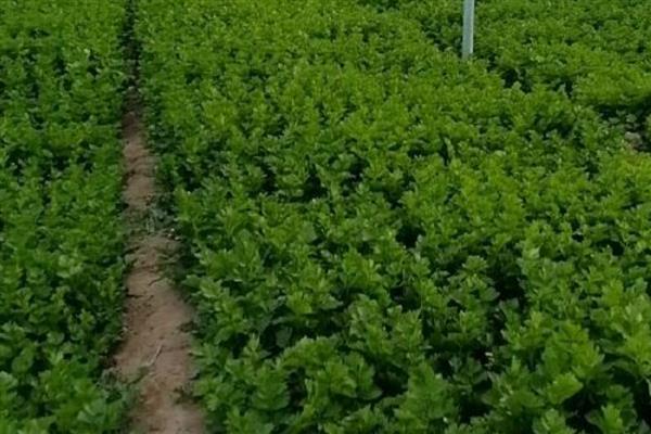 西芹的种植技术，适宜播期为7月下旬