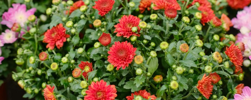 菊花是不是花序,属于头状花序