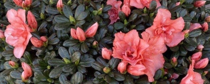 杜鹃花剪枝怎么剪，幼期主要以摘心抹芽为主