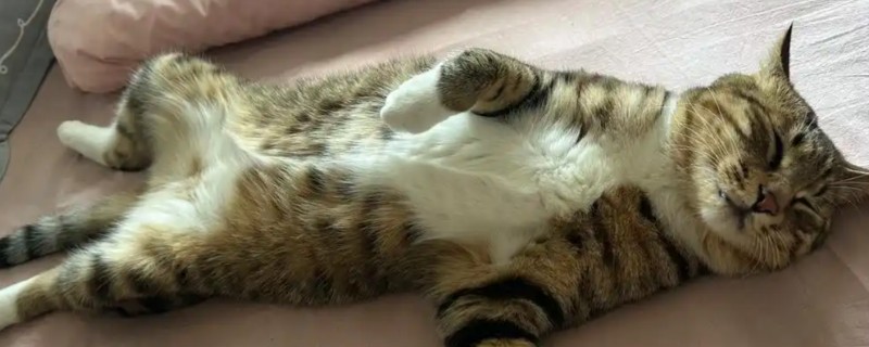猫咪犯错不服气如何处理，大声呵斥让它记住错误