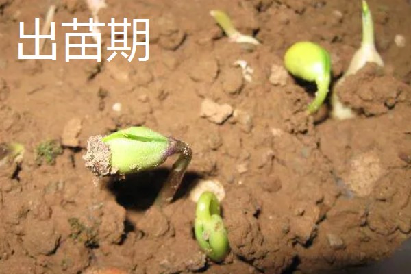 黄豆的生长过程介绍,分为出苗期、幼苗期等