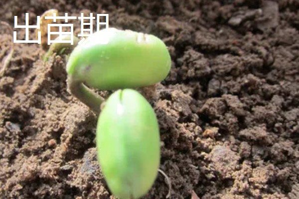 黄豆的生长过程介绍,分为出苗期、幼苗期等