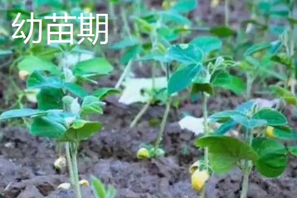 黄豆的生长过程介绍,分为出苗期、幼苗期等
