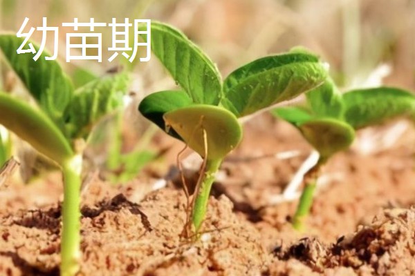 黄豆的生长过程介绍,分为出苗期、幼苗期等