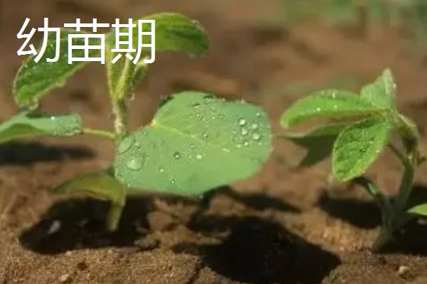 黄豆的生长过程介绍,分为出苗期、幼苗期等