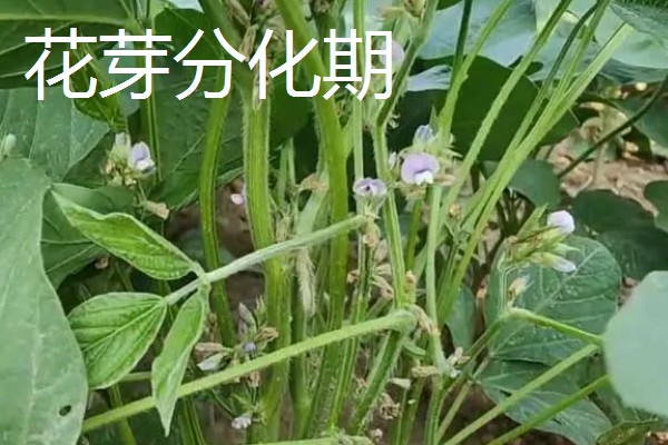 黄豆的生长过程介绍,分为出苗期、幼苗期等