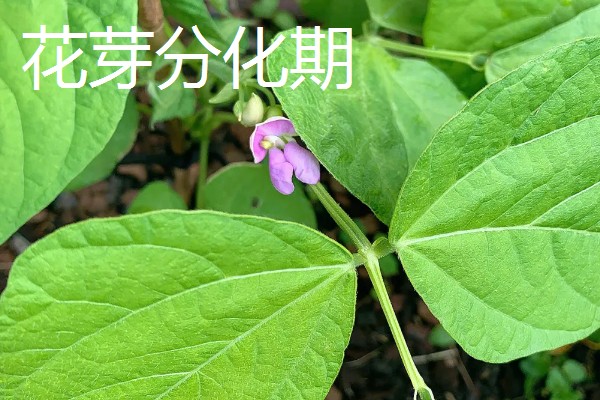 黄豆的生长过程介绍,分为出苗期、幼苗期等