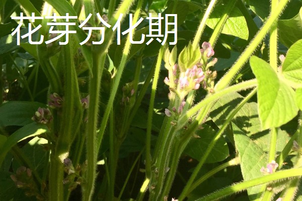 黄豆的生长过程介绍,分为出苗期、幼苗期等