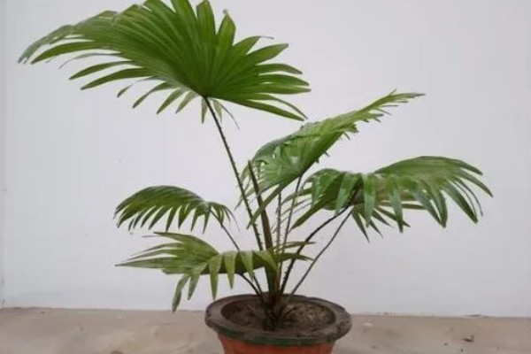 栽棕树有哪些禁忌,忌荫蔽养殖