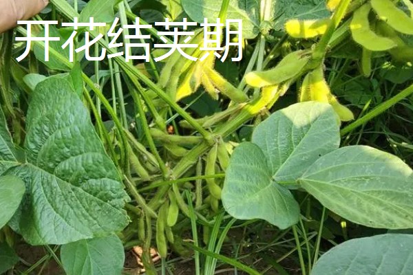 黄豆的生长过程介绍,分为出苗期、幼苗期等