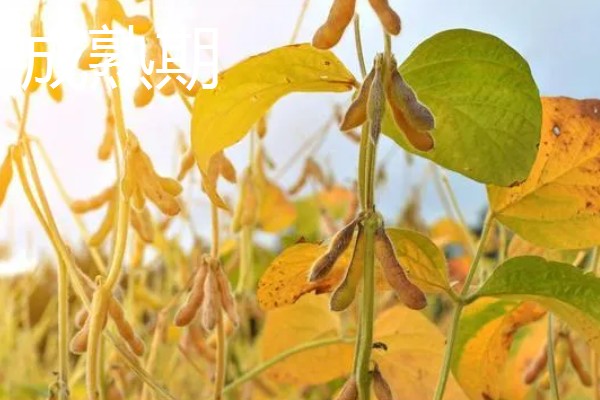 黄豆的生长过程介绍,分为出苗期、幼苗期等