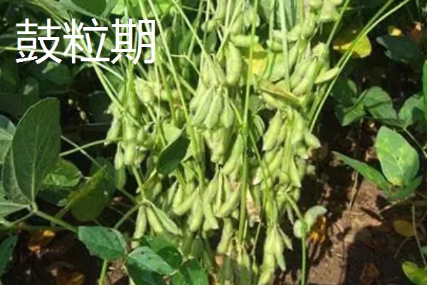 黄豆的生长过程介绍,分为出苗期、幼苗期等