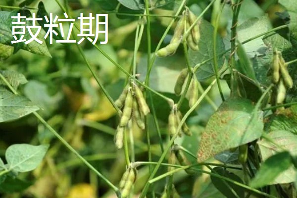 黄豆的生长过程介绍,分为出苗期、幼苗期等