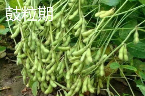 黄豆的生长过程介绍,分为出苗期、幼苗期等