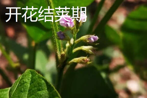黄豆的生长过程介绍,分为出苗期、幼苗期等