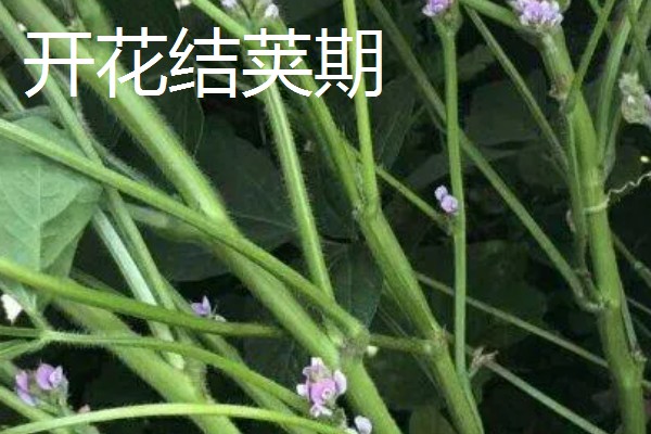 黄豆的生长过程介绍,分为出苗期、幼苗期等
