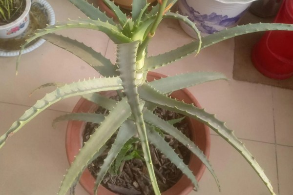 龙爪开花的寓意，寓意悲伤的回忆