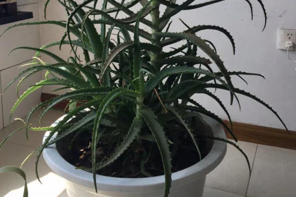 龙爪开花的寓意，寓意悲伤的回忆