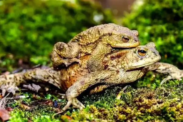 蟾蜍的毒性会毒死人吗,程度较深会毒死人