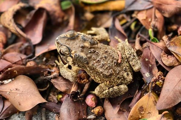 蟾蜍的毒性会毒死人吗,程度较深会毒死人