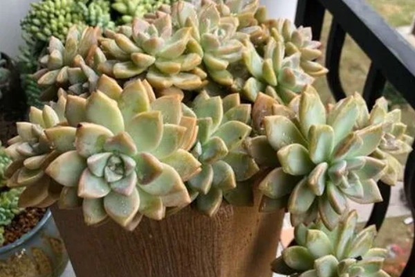 淡雪的养殖方法,适宜生长在光照充足的环境下