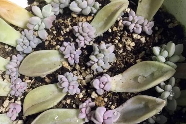 淡雪的养殖方法,适宜生长在光照充足的环境下