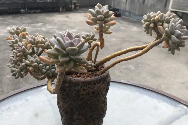 淡雪的养殖方法,适宜生长在光照充足的环境下