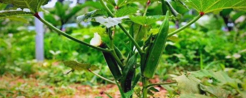 秋葵怎么种植，每穴播种3粒左右