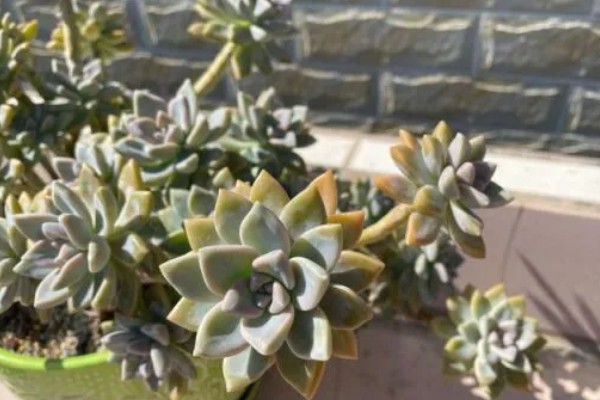 淡雪的养殖方法,适宜生长在光照充足的环境下