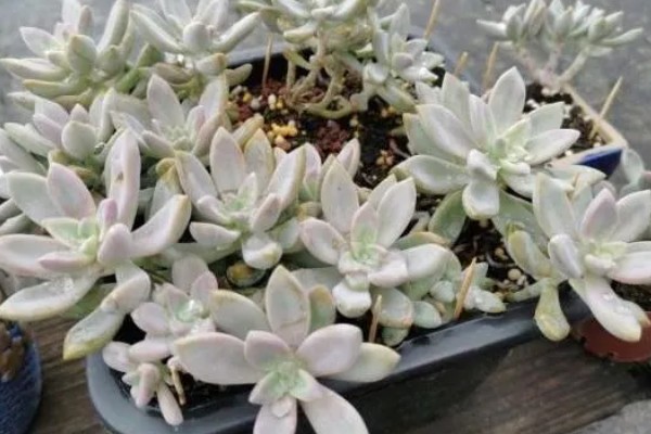 淡雪的养殖方法,适宜生长在光照充足的环境下