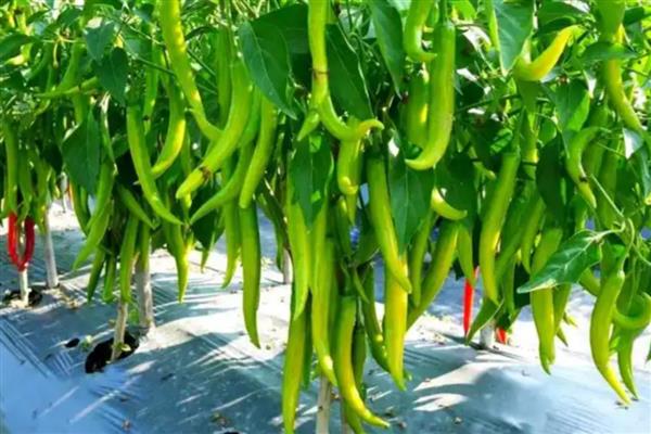 茄果类蔬菜有哪些，有茄子、辣椒等