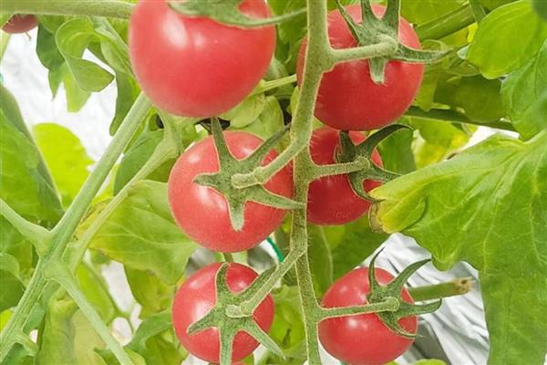 茄果类蔬菜有哪些，有茄子、辣椒等
