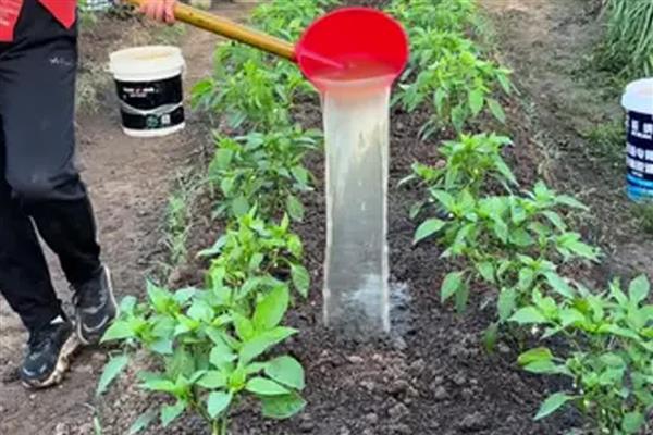 茄果类蔬菜有哪些，有茄子、辣椒等