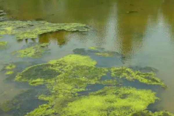 鱼塘水变绿怎么防治，可生物控制