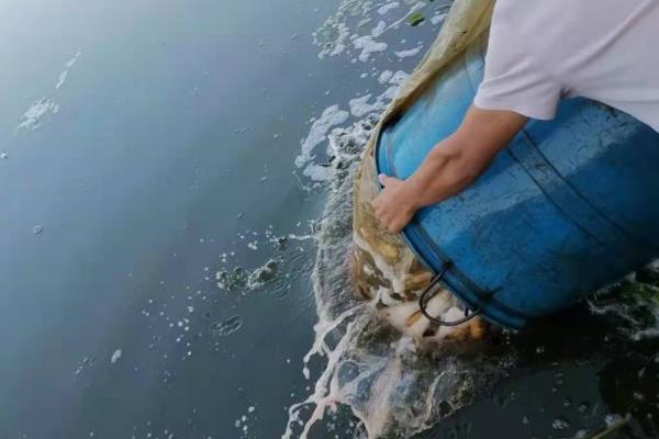 鱼塘水变绿怎么防治，可生物控制