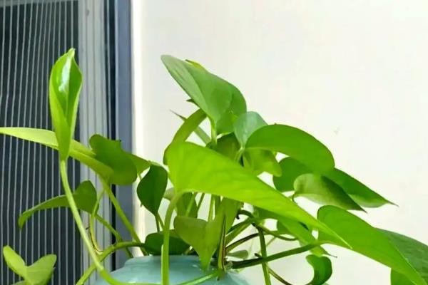 夏天绿萝怎么养,夏季要进行适当修剪