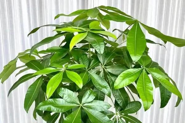 发财树有粘液的原因，可能是虫害所致