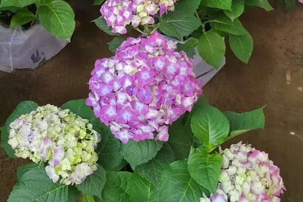无尽夏绣球花的高度,最多能达到1.5米左右