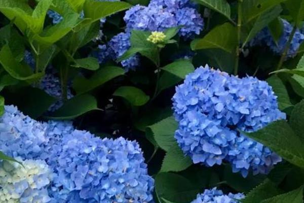无尽夏绣球花的高度,最多能达到1.5米左右