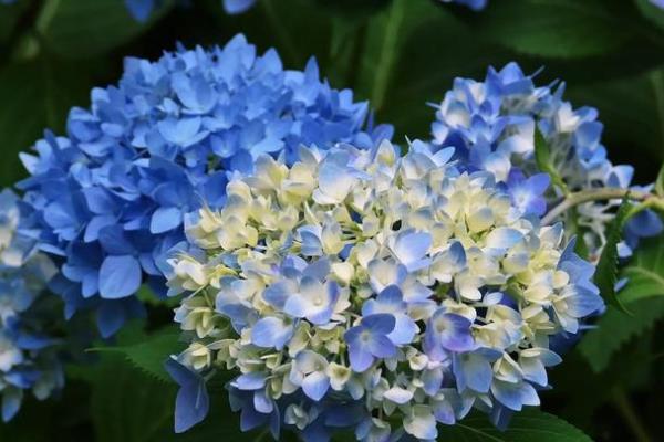 无尽夏绣球花的高度,最多能达到1.5米左右