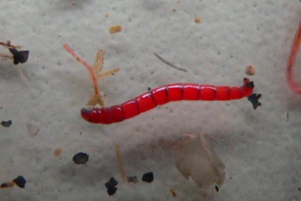 红虫吃什么,食性因种类不同而不同