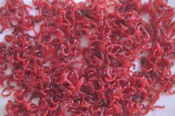 红虫吃什么,食性因种类不同而不同