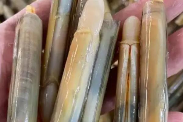 蛏子的价格，一般15-30元一斤
