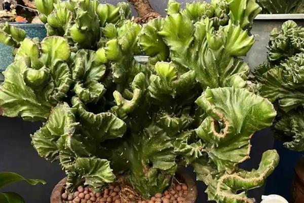 怎么对麒麟掌施肥,生长期每个月追施一次复合肥