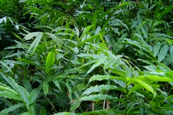 砂仁的常见病虫害，常见的有叶斑病、立枯病等