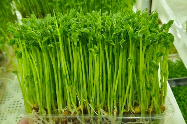 为什么芽苗菜卖不出去，消费者需要一定时间才能接受
