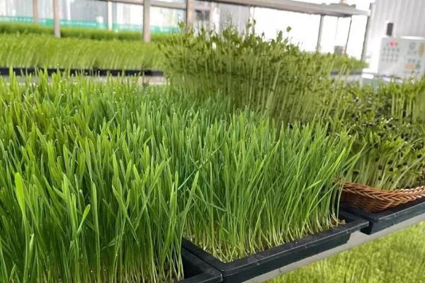 为什么芽苗菜卖不出去，消费者需要一定时间才能接受