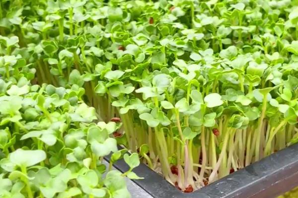 为什么芽苗菜卖不出去，消费者需要一定时间才能接受